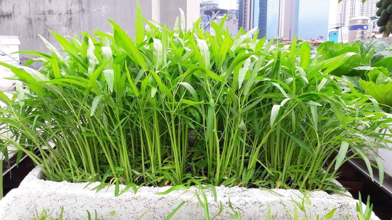 rau muống. các loại hạt giống rau dễ trồng tại nhà