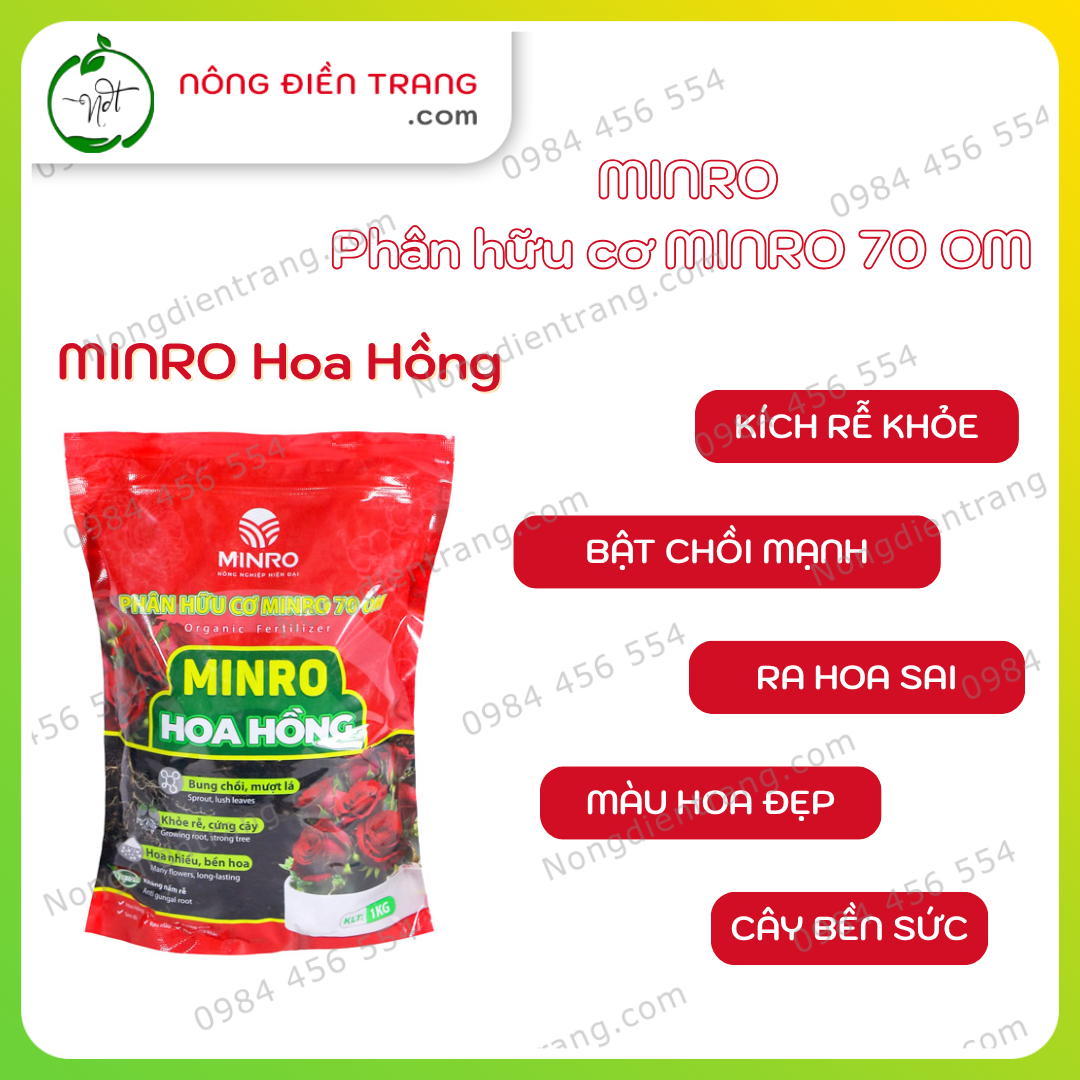 MINRO Hoa Hồng (2)