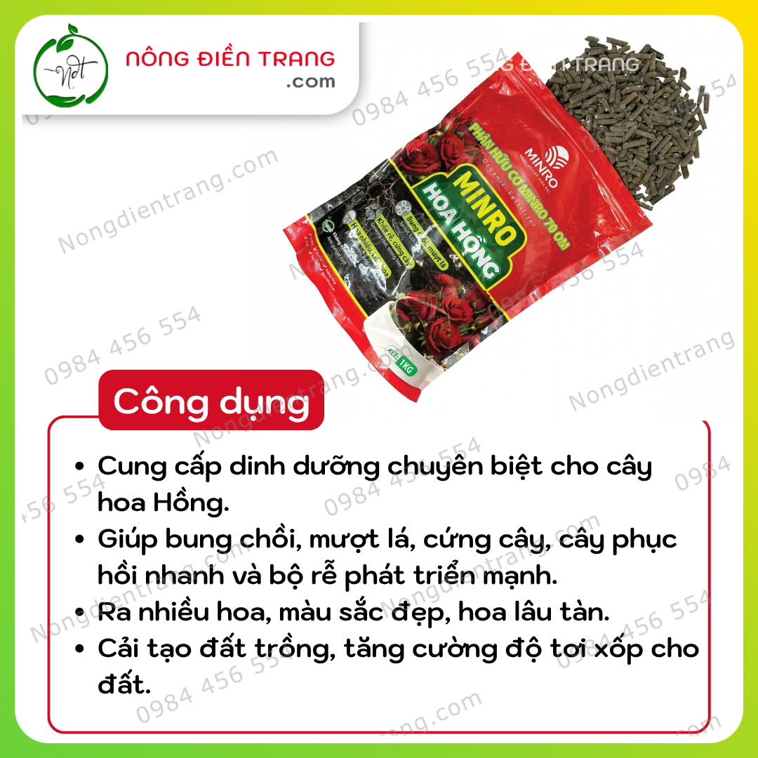 MINRO Hoa Hồng (3)