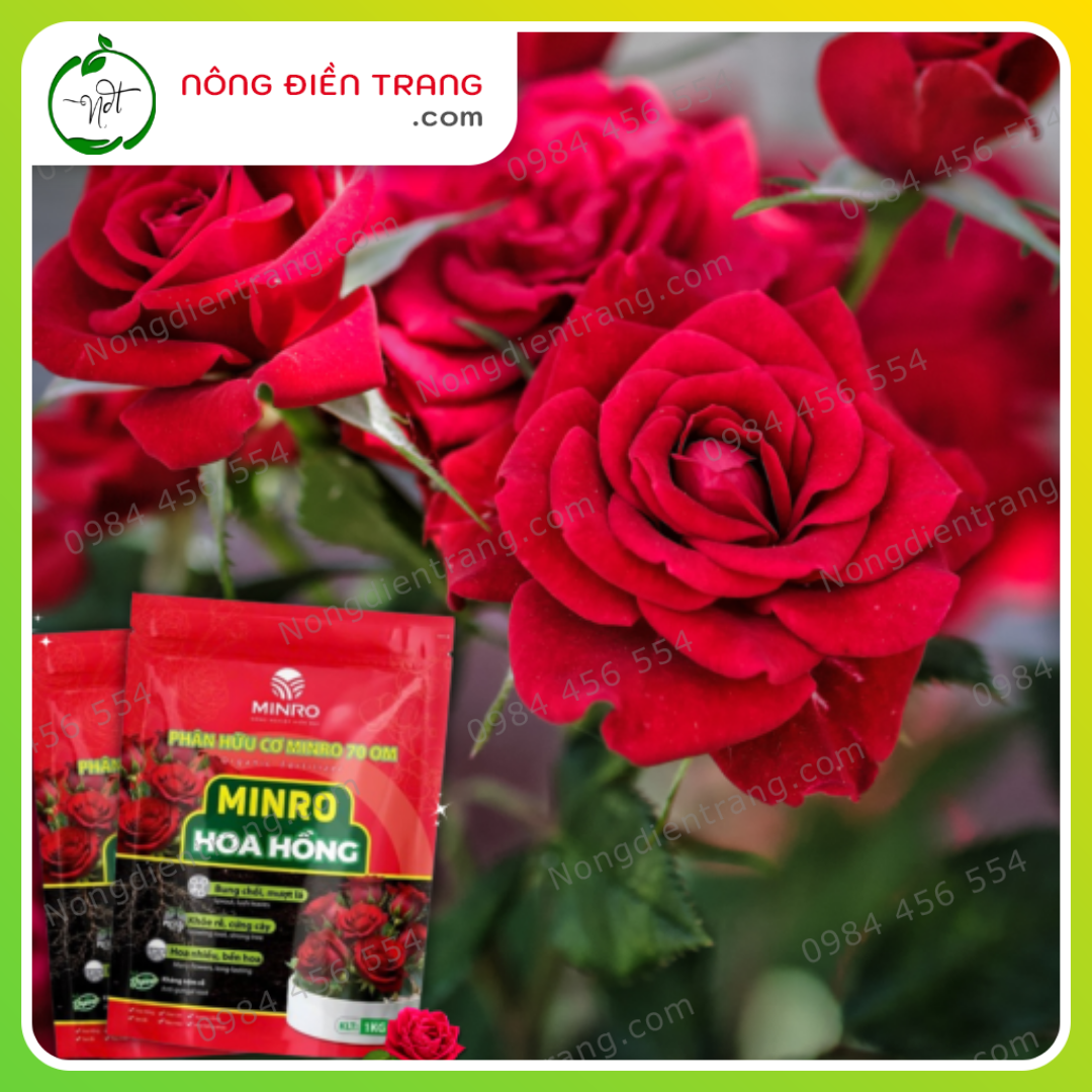MINRO Hoa Hồng