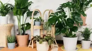 cây trồng trong nhà