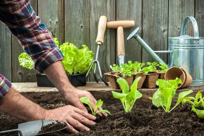 cách làm đất trồng rau: phối trộn đắt trồng rau và cải tạo đắt
