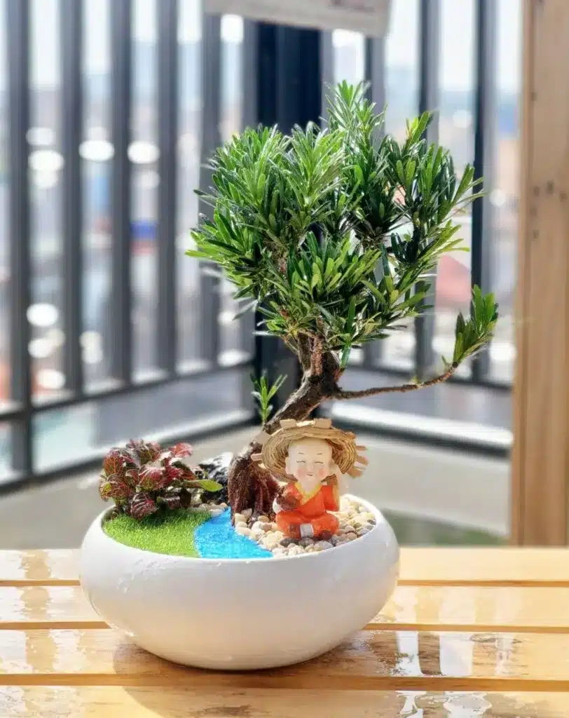 cây tùng la hán mini trồng chậu - cây trồng trong nhà
