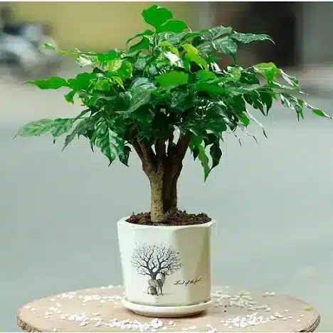 cây hạnh phú trồng chậu - cây trồng trong nhà