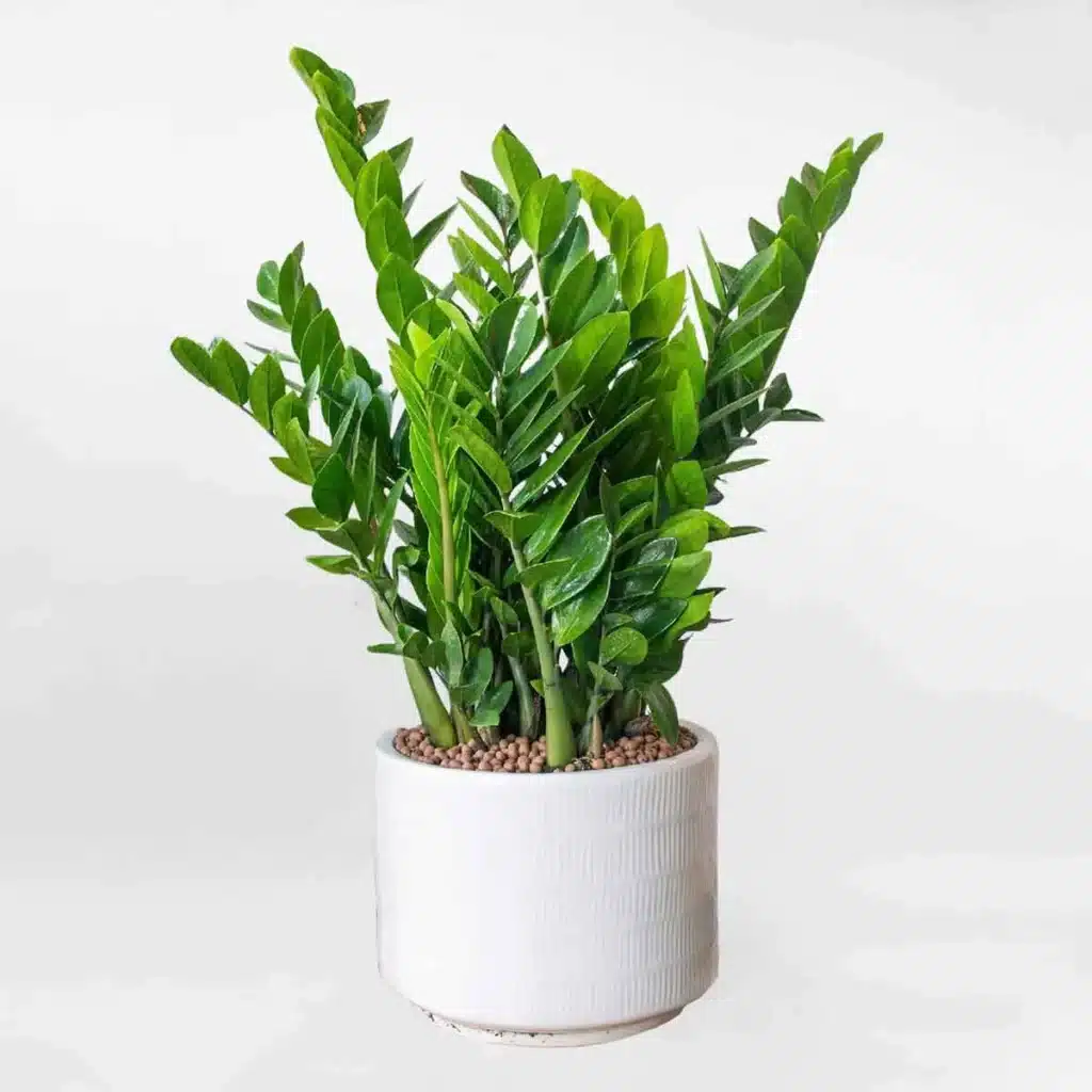 cây kim tiền trồng chậu - cây trồng trong nhà