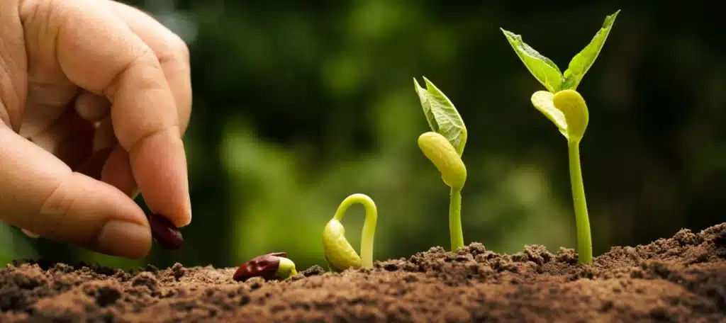 Cách trồng rau tại nhà cho người mới bắt đầu: 7 bước để có một vườn rau xanh tốt