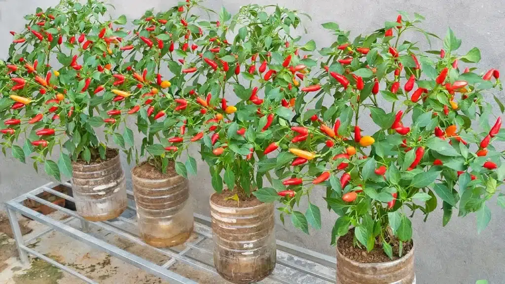 trồng ớt tỏng chậu sai trái