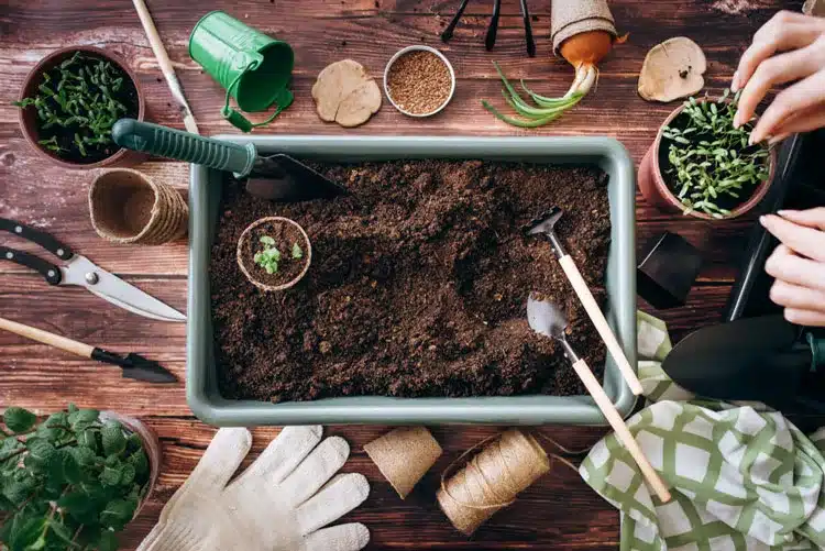 Cách trồng rau tại nhà cho người mới bắt đầu: 7 bước để có một vườn rau xanh tốt