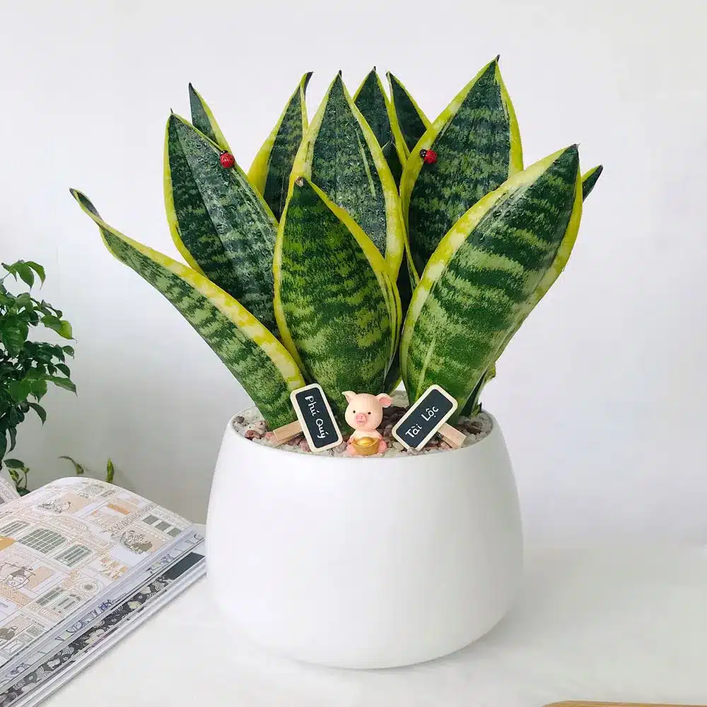 cây lưỡi hổ trồng chậu - cây trồng trong nhà