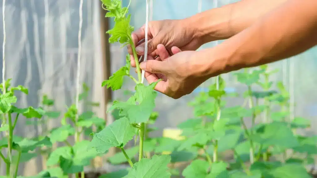 Cách trồng rau tại nhà cho người mới bắt đầu: 7 bước để có một vườn rau xanh tốt