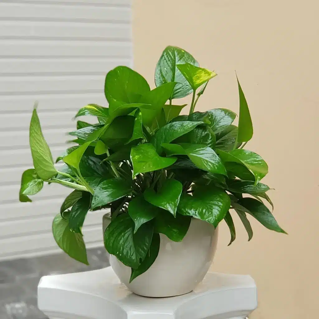 trầu bà trồng chậu - cây trồng trong nhà