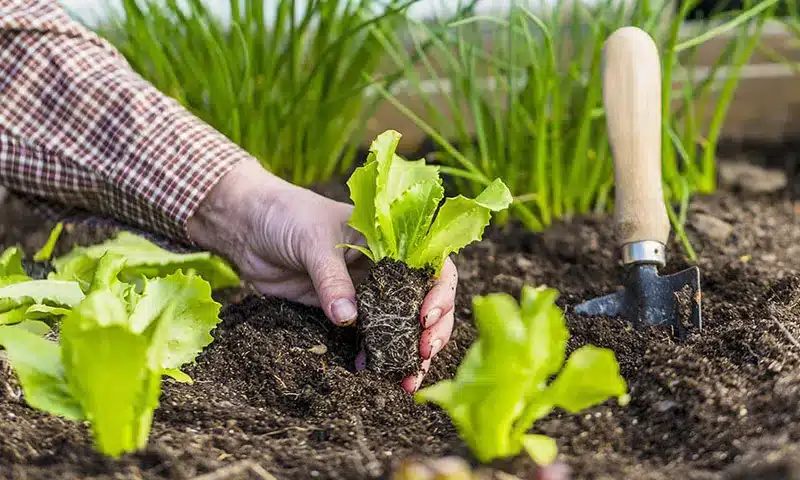 Cách trồng rau tại nhà cho người mới bắt đầu: 7 bước để có một vườn rau xanh tốt