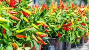 trồng ớt trong chậu sai quả
