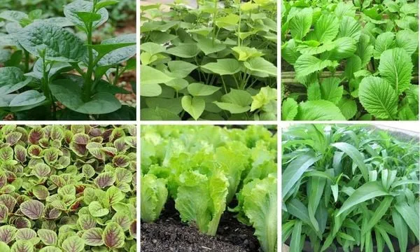 lưu ý khi trồng rau mủa mưa nấm bệnh sâu bệnh úng nước