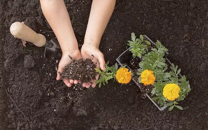 cách trồng hoa vạn thọ nở đúng tết hạt gióng hoa vạn thọ