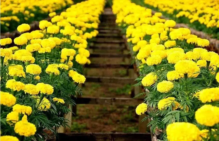 cách trồng hoa vạn thọ nở đúng tết hạt gióng hoa vạn thọ