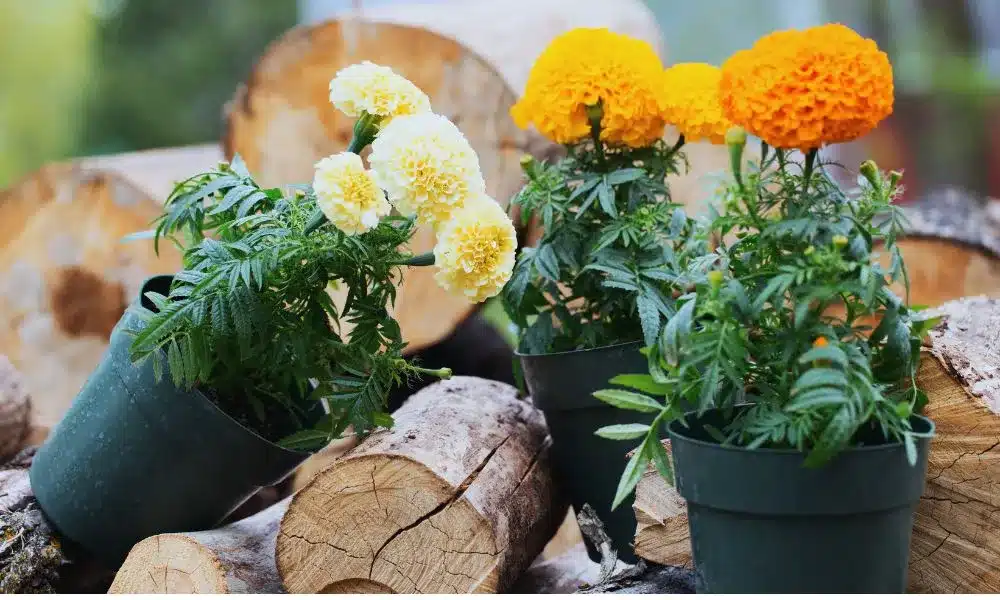 cách trồng hoa vạn thọ nở đúng tết hạt gióng hoa vạn thọ