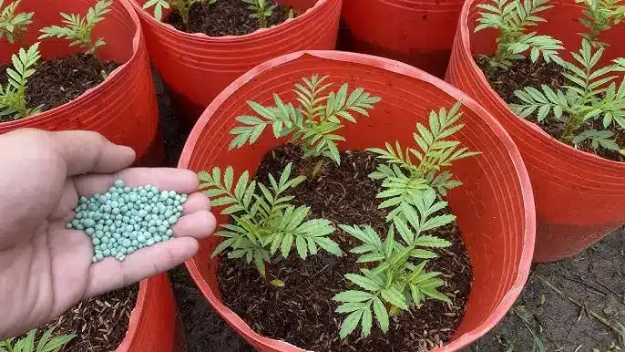 cách trồng hoa vạn thọ nở đúng tết hạt gióng hoa vạn thọ