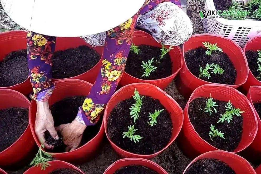 cách trồng hoa vạn thọ nở đúng tết hạt gióng hoa vạn thọ