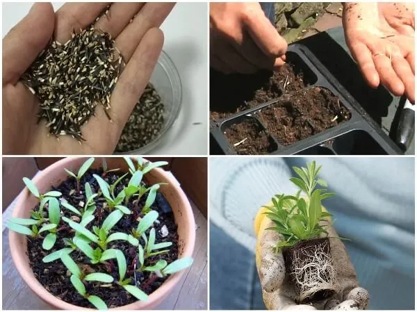 cách trồng hoa vạn thọ nở đúng tết hạt gióng hoa vạn thọ